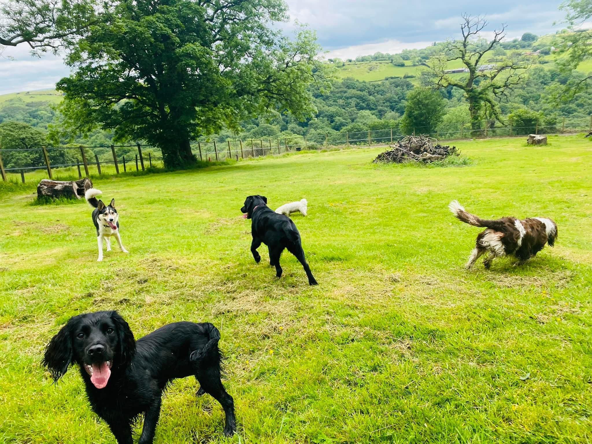 About Pawsinnponty about-pawsinnponty